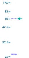 Human PSTPIP2 Protein (Recombinant GST)