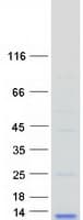 Human LD78 / CCL3L1 Protein (Recombinant Myc-DDK (Flag))