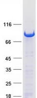Human PUS7 Protein (Recombinant Myc-DDK (Flag))