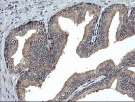 Monoclonal Mouse anti-Human UBE2G2 Antibody (clone OTI1D2, IHC, IF, WB)