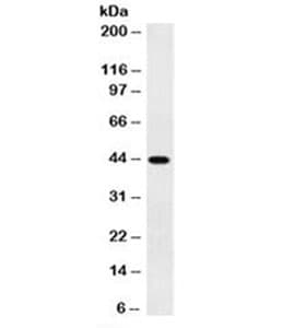 Monoclonal Mouse anti-Human Actin Antibody (clone 1A4, Azide-free,BSA-free, N-Terminus, IHC, IF, WB)