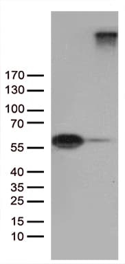 SEMA3G / Semaphorin 3G Antibody (aa569-782, clone OTI2C3)
