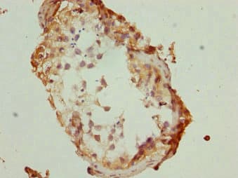 TBPL1 / TRF2 Antibody