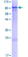 Human STXBP3 Protein (Recombinant GST)