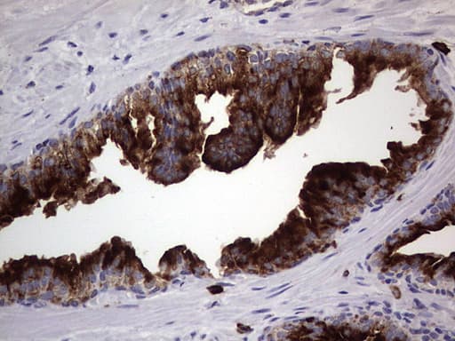 Monoclonal Mouse anti-Human CD63 Antibody (clone OTI5E5, IHC, WB)