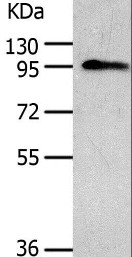 AKAP8 / AKAP95 Antibody