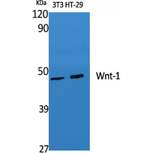 WNT1 Antibody (270-350 aa, C-terminal)