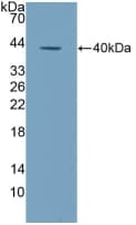 ALPL / Alkaline Phosphatase Antibody (aa18-335)