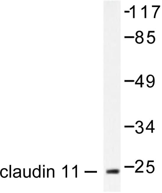 CLDN11 / Claudin 11 Antibody (Ser198)