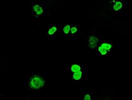 DNTTIP1 / TDIF1 Antibody (clone OTI4F7)