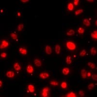 HIST3H3 Antibody