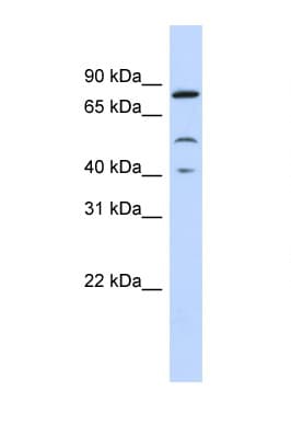 STAT3 Antibody (aa683-732)