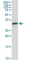 PITPNA Antibody (clone 4G10)