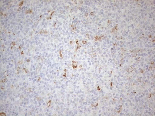 GRN / Granulin Antibody (aa327-593, clone OTI3H6, Carrier-free)