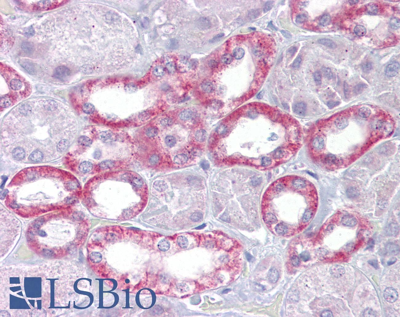 KL / Klotho Antibody (aa251-300)