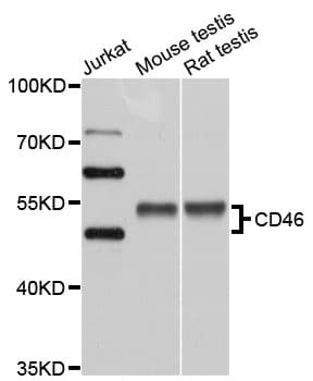 CD46 Antibody