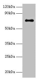 ADCK2 Antibody