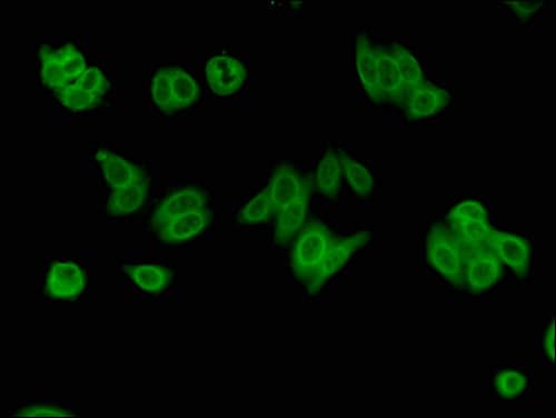 ZRSR2 Antibody