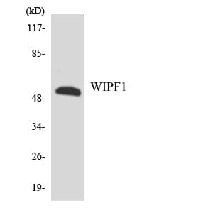 WIPF1 / WIP Antibody (aa406-455)