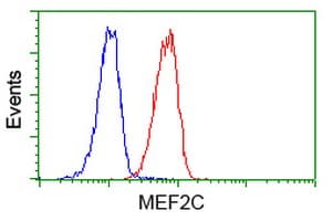 MEF2C Antibody (clone OTI4F7)