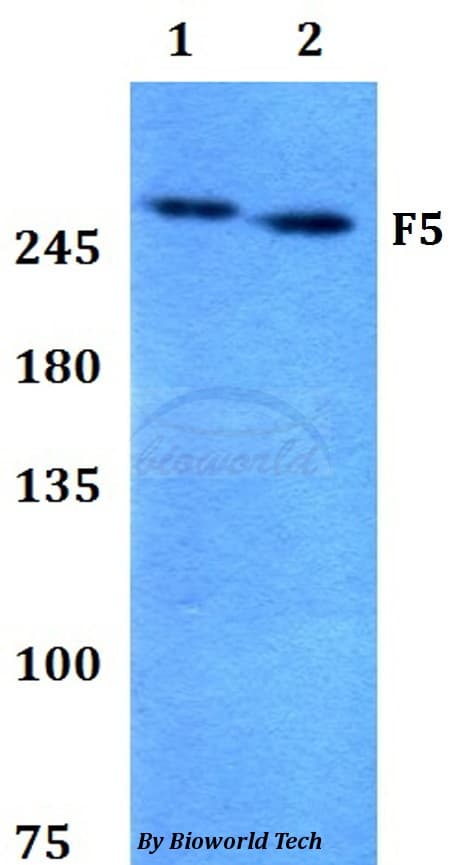 F5 / Factor Va Antibody
