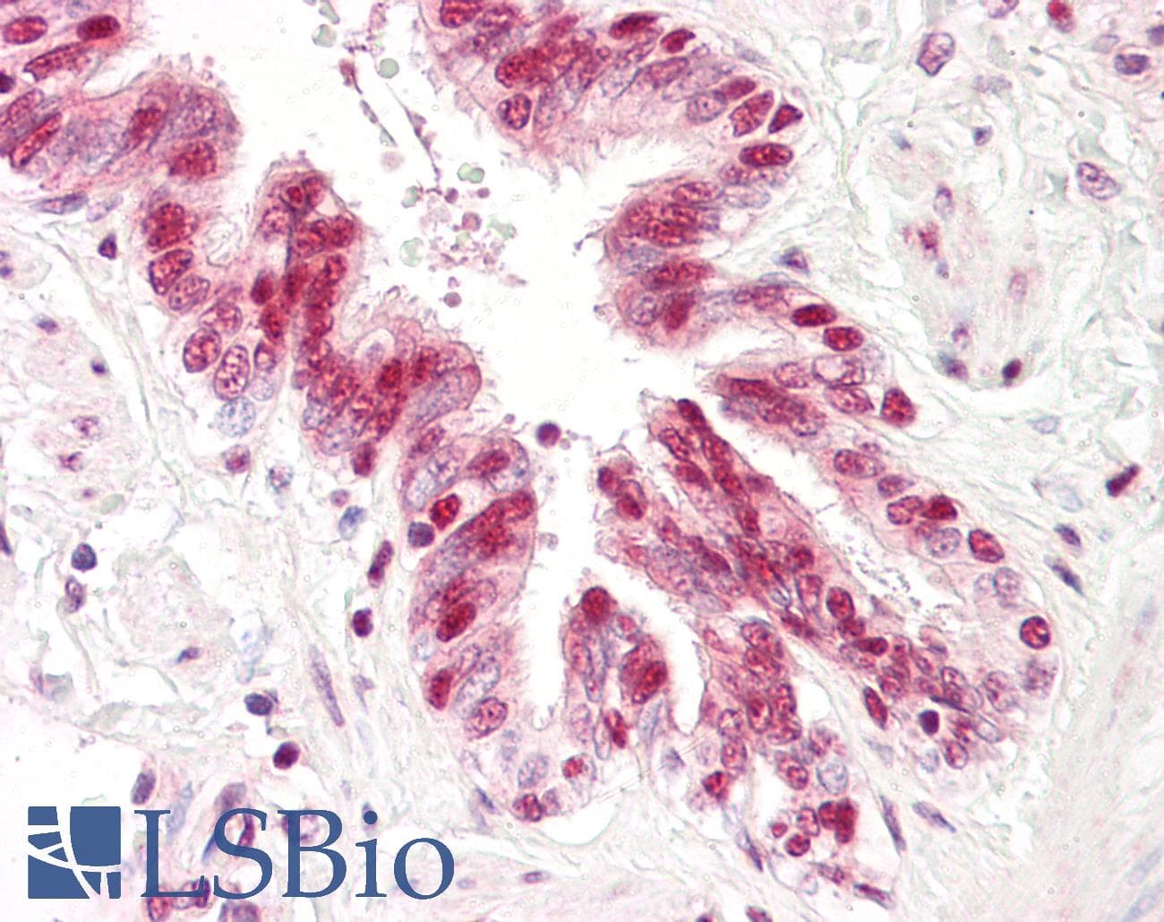 IHC-plus™ TP53 / p53 Antibody (aa10-59)