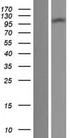 TTLL7 Protein (Over-Expression Lysate Myc-DDK (Flag))