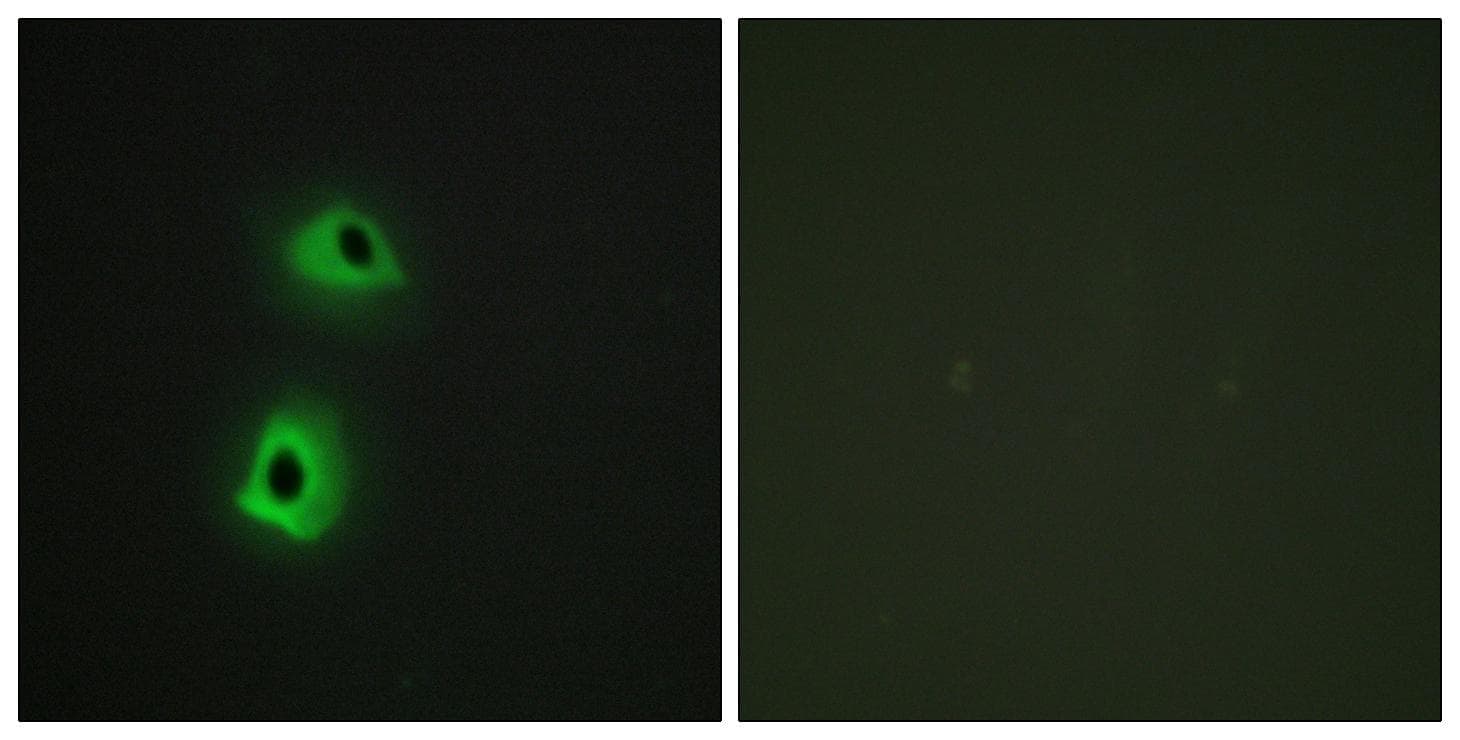 TRAF3IP3 Antibody