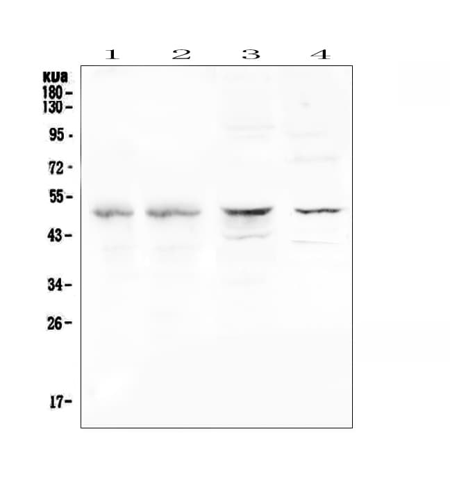 Properdin / CFP Antibody