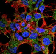 Polyclonal Rabbit anti-Human GABARAP Antibody (IF, WB)