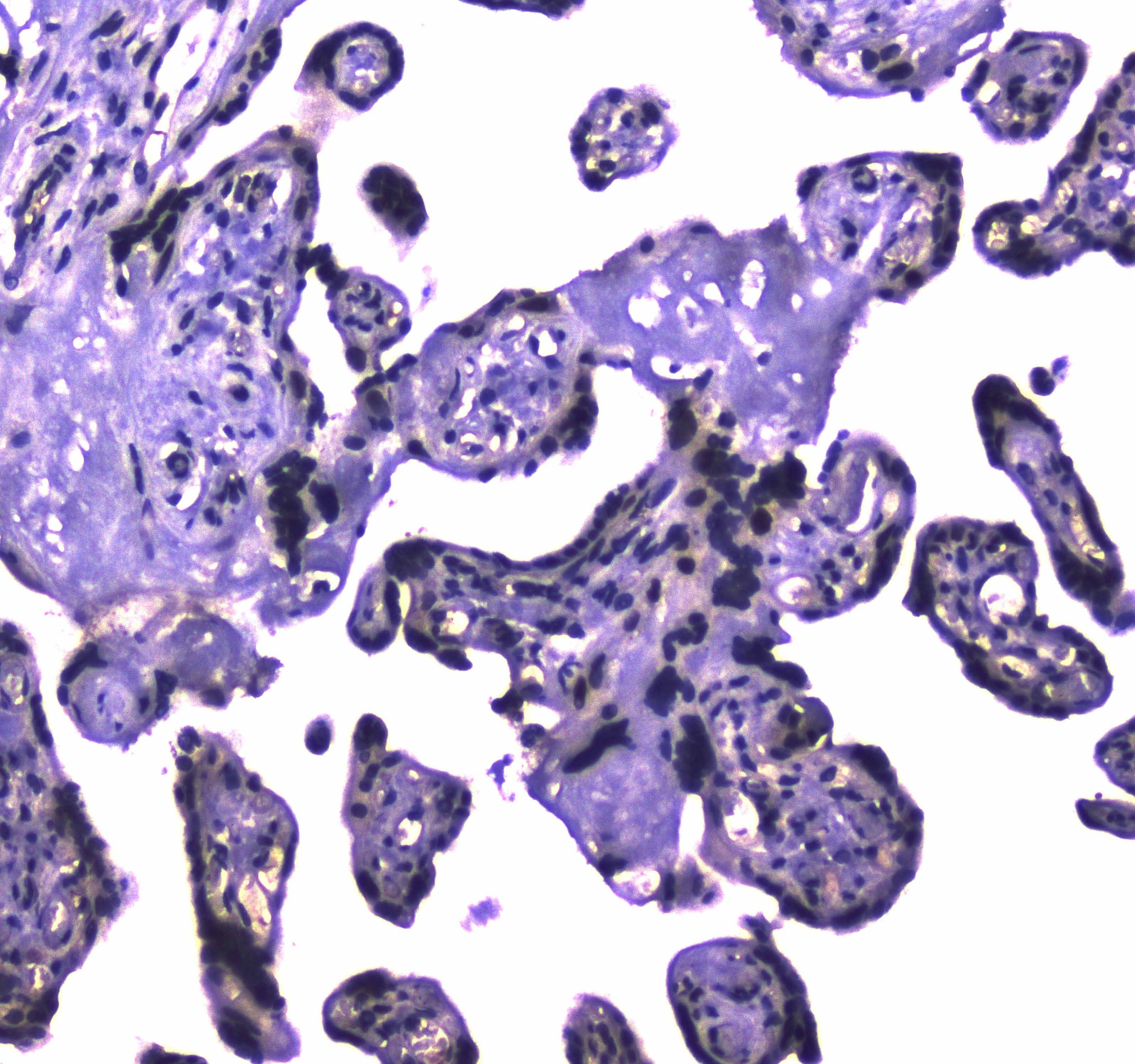 USP7 / HAUSP Antibody