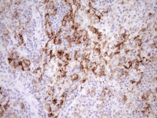 Monoclonal Mouse anti-Human FBP / FOLR2 Antibody (clone OTI8G1, aa20-221, IHC, WB)