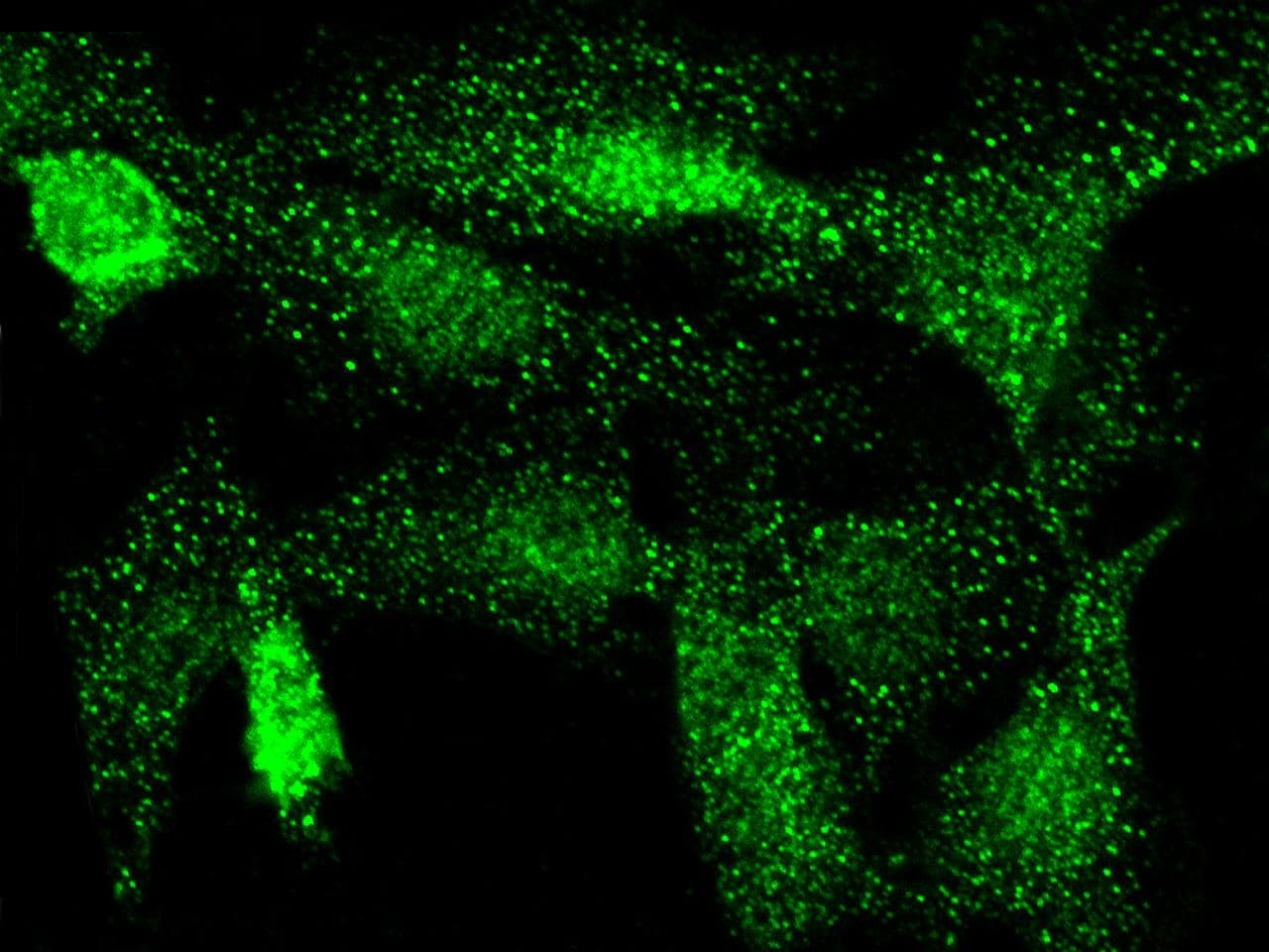 CDK3 Antibody (Preservative Free)