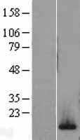 H2AFV Protein (Over-Expression Lysate Myc-DDK (Flag))