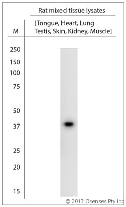 Polyclonal Rabbit anti-Mouse CALHM1 Antibody (aa250-300, WB)