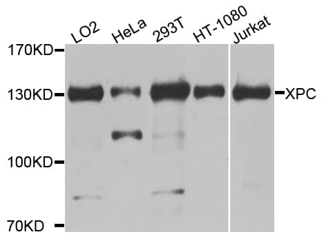 XPC Antibody