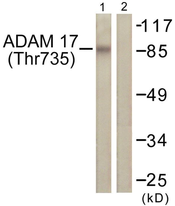 ADAM17 / TACE Antibody (phospho-Thr735)