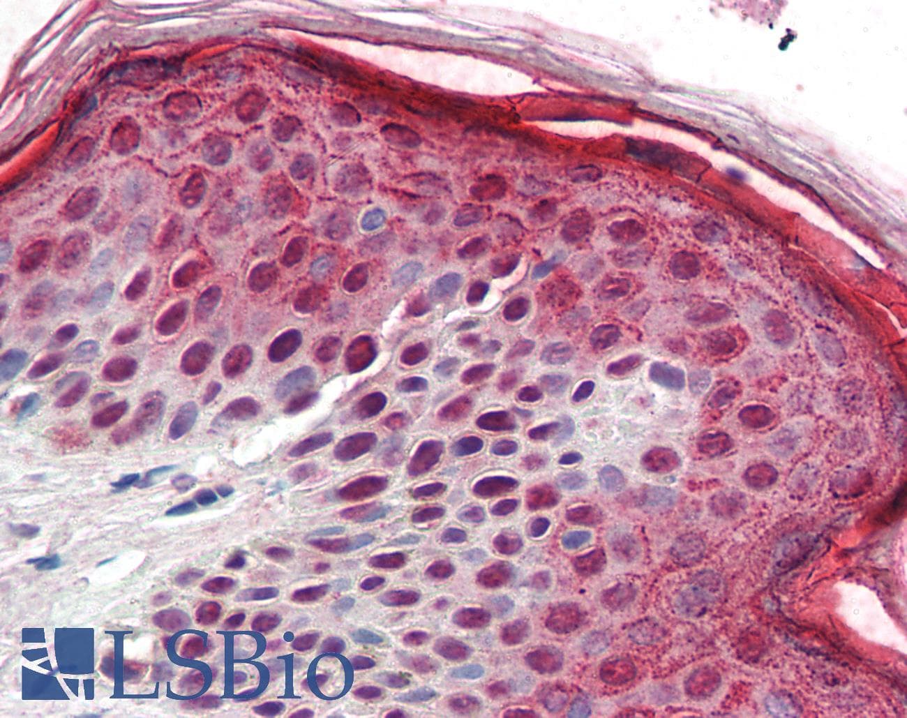 IHC-plus™ AURKB / Aurora-B Antibody (aa1-344)