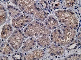 KCTD14 Antibody (clone OTI1D11)