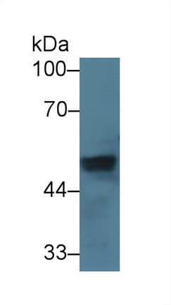 VWA1 / WARP Antibody (aa135-366)