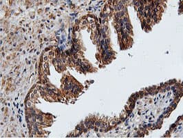 ILVBL Antibody (clone OTI8A12)