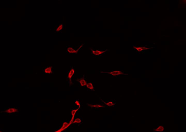 PJA2 Antibody