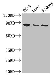 Polyclonal Rabbit anti-Human CARS1 / CARS Antibody