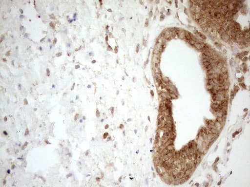 ZNF69 Antibody (clone OTI3C3)