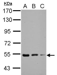 KBTBD4 Antibody