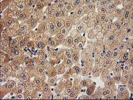 ACOT12 Antibody (clone OTI1B9)