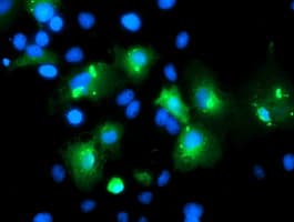 MLF1 Antibody (clone OTI2H10)