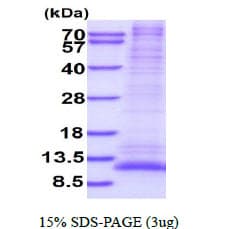 Human GNG12 Protein (Recombinant His)