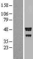 BROX Protein (Over-Expression Lysate Myc-DDK (Flag))
