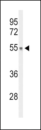 DGCR2 Antibody (aa265-292)